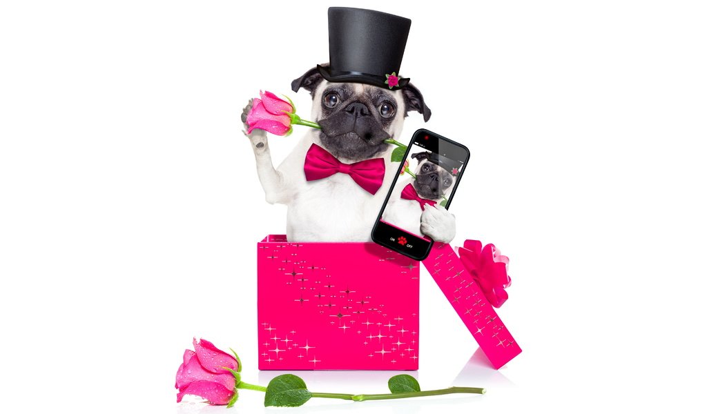Обои розы, собака, телефон, мопс, roses, dog, phone, pug разрешение 6000x4000 Загрузить