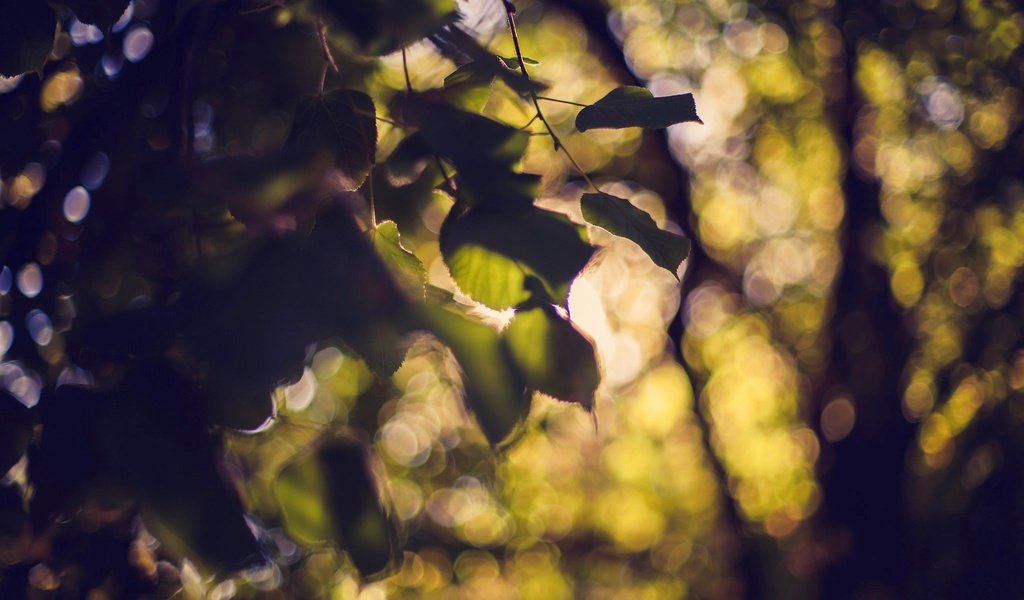 Обои дерево, листья, боке, tree, leaves, bokeh разрешение 2048x1365 Загрузить