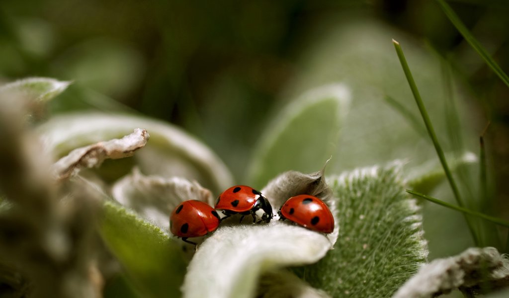 Обои макро, насекомые, божья коровка, растение, macro, insects, ladybug, plant разрешение 2560x1600 Загрузить