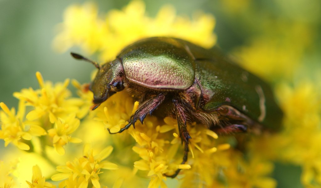 Обои цветы, жук, макро, насекомое, желтые, бронзовка золотистая, flowers, beetle, macro, insect, yellow, brantovka golden разрешение 4592x2583 Загрузить