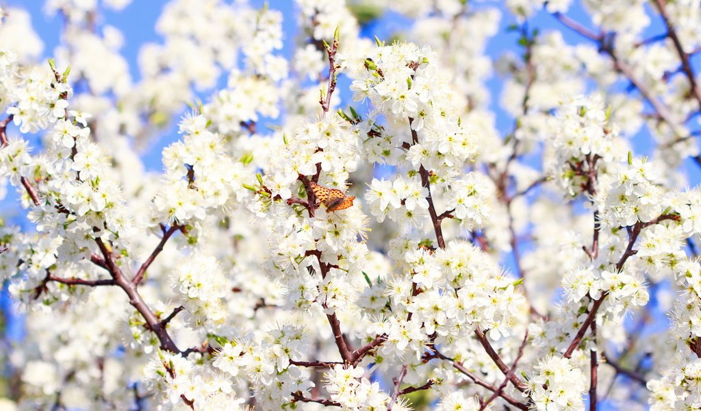 Обои цветение, бабочка, весна,  цветы, blossom, весенние, sunshine, flowering, butterfly, spring, flowers разрешение 6255x4170 Загрузить