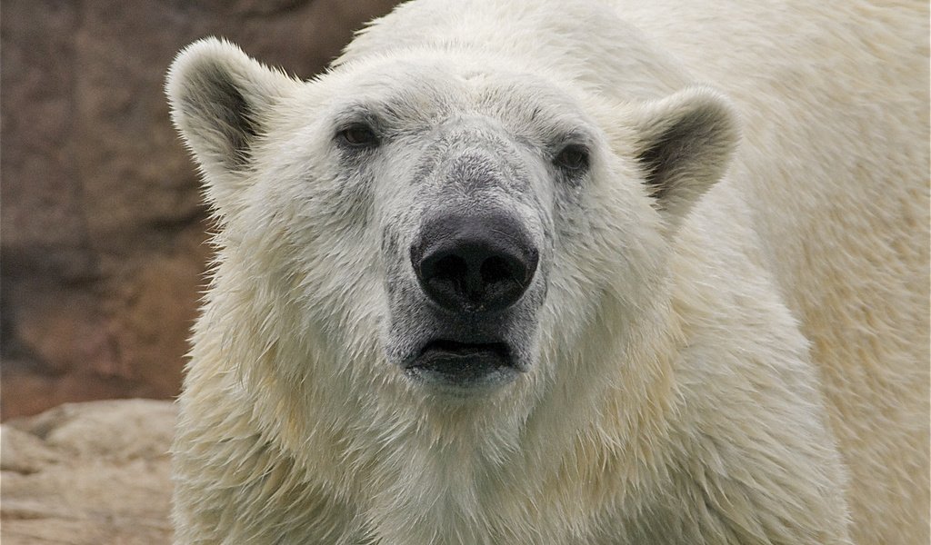 Обои морда, полярный медведь, взгляд, медведь, животное, белый медведь, face, polar bear, look, bear, animal разрешение 2249x1493 Загрузить