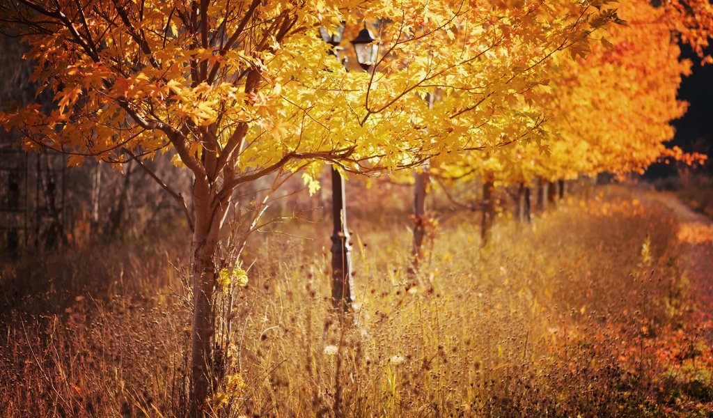 Обои деревья, листья, парк, осень, фонарь, сухая трава, trees, leaves, park, autumn, lantern, dry grass разрешение 2048x1365 Загрузить