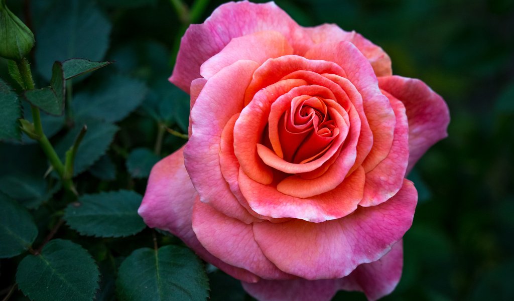 Обои цветок, роза, бутон, куст, flower, rose, bud, bush разрешение 2048x1365 Загрузить