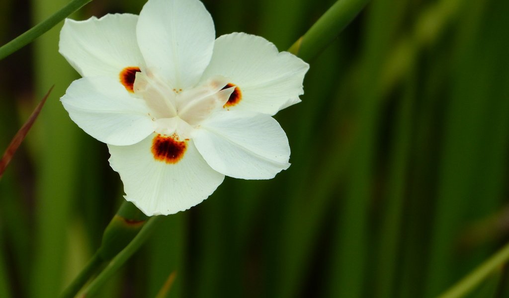 Обои цветок, белый, ирис, цветком, диетес двуцветный, африканский ирис, flower, white, iris, the dichroic dates, african iris разрешение 4000x3000 Загрузить