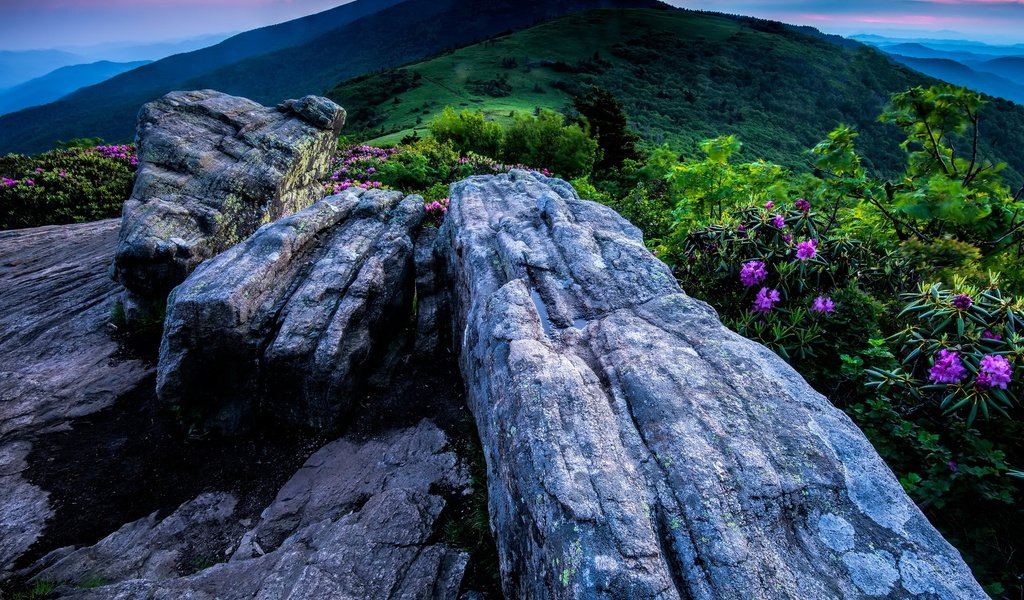 Обои небо, цветы, горы, камни, долина, северная каролина, roan mountain, tennessee, высокогорье, the sky, flowers, mountains, stones, valley, north carolina, highlands разрешение 1939x1288 Загрузить