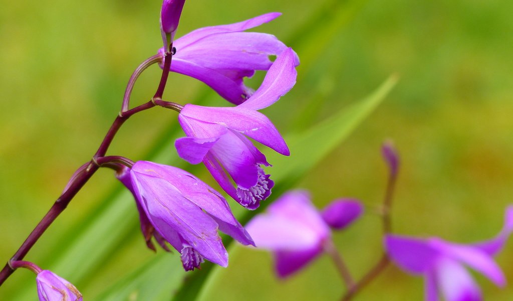 Обои цветы, орхидеи, цветком, orchis laxiflora, болотные, ятрышник, flowers, orchids, flower, marsh, orchis разрешение 4000x3000 Загрузить