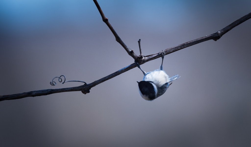 Обои ветка, птица, black-capped chickadee, branch, bird разрешение 2048x1363 Загрузить