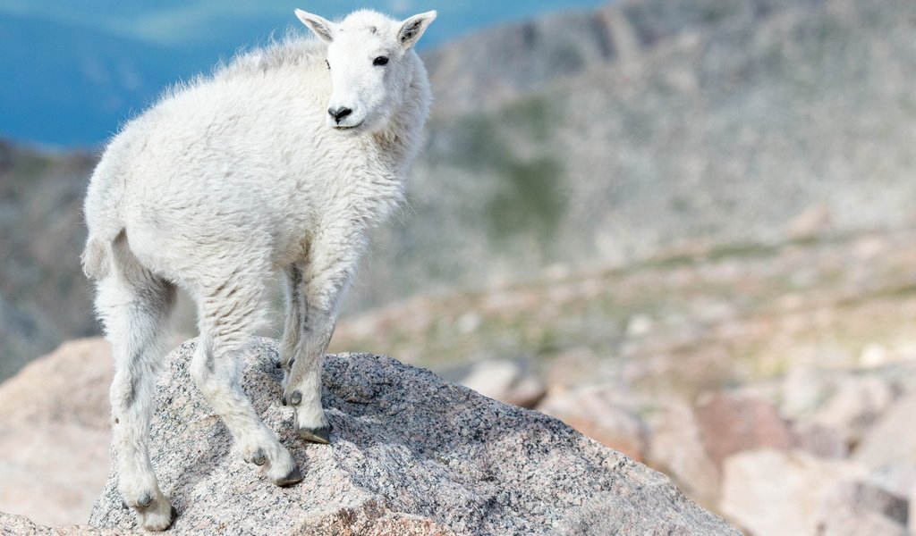 Обои горы, природа, животные, белый, коза, козленок, парнокопытные, mountains, nature, animals, white, goat, artiodactyls разрешение 2048x1152 Загрузить