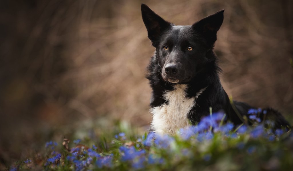 Обои цветы, лето, собака, луг, черная, flowers, summer, dog, meadow, black разрешение 2048x1152 Загрузить