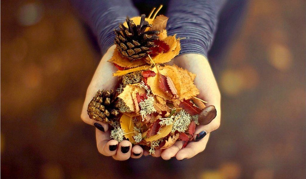 Обои листья, осень, руки, подарок, ладони, сосновые шишки, leaves, autumn, hands, gift, palm, pine cones разрешение 1920x1200 Загрузить