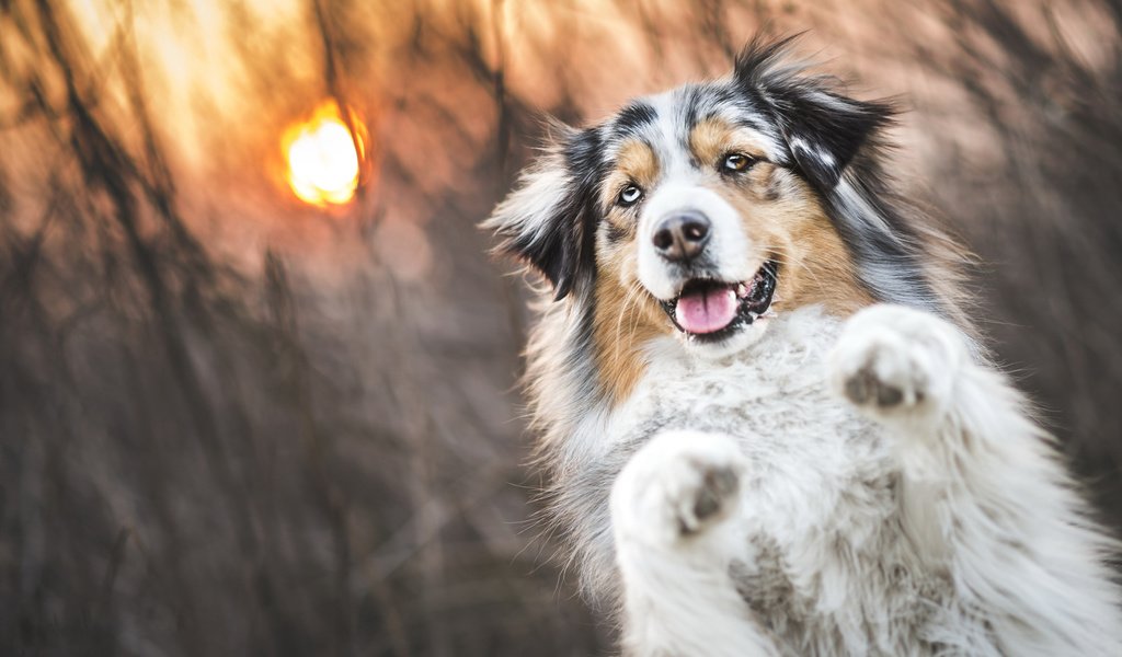 Обои трава, солнце, закат, собака, аусси, grass, the sun, sunset, dog, aussie разрешение 2048x1152 Загрузить