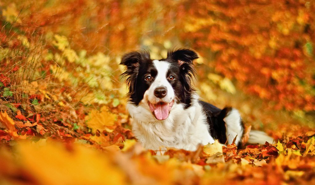 Обои листья, осень, собака, боке, бордер-колли, leaves, autumn, dog, bokeh, the border collie разрешение 2048x1304 Загрузить