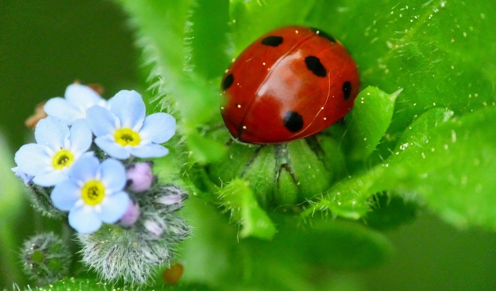 Обои природа, божья коровка, незабудки, nature, ladybug, forget-me-nots разрешение 2048x1536 Загрузить