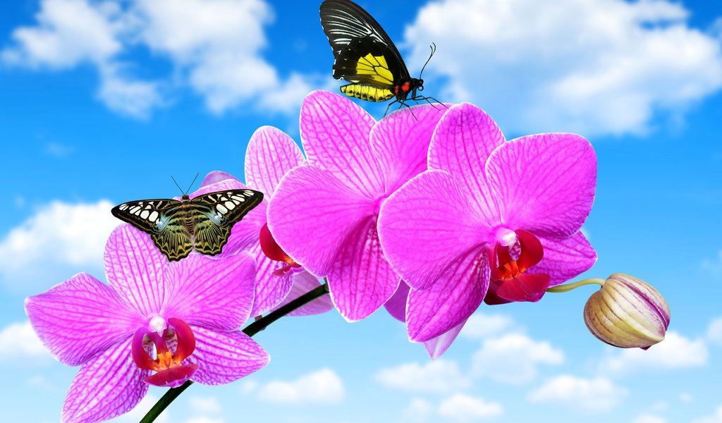 Обои небо, облака, цветок, бабочки, голубое, орхидея, крупным планом, the sky, clouds, flower, butterfly, blue, orchid, closeup разрешение 3500x2812 Загрузить