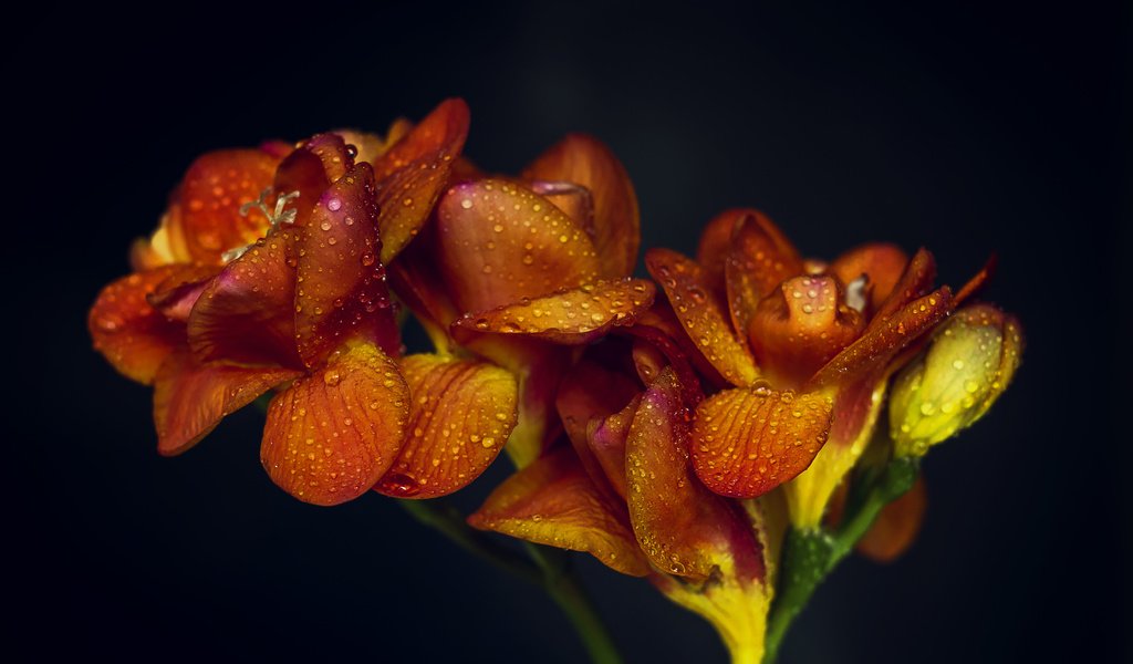 Обои цветы, макро, фон, капли, апельсин, оранжевые,  цветы, flowers, macro, background, drops, orange разрешение 5024x3384 Загрузить