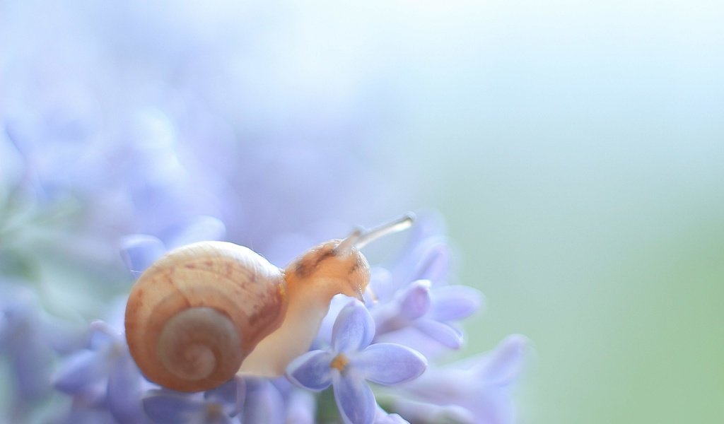 Обои макро, цветок, животное, растение, улитка, macro, flower, animal, plant, snail разрешение 5184x3456 Загрузить