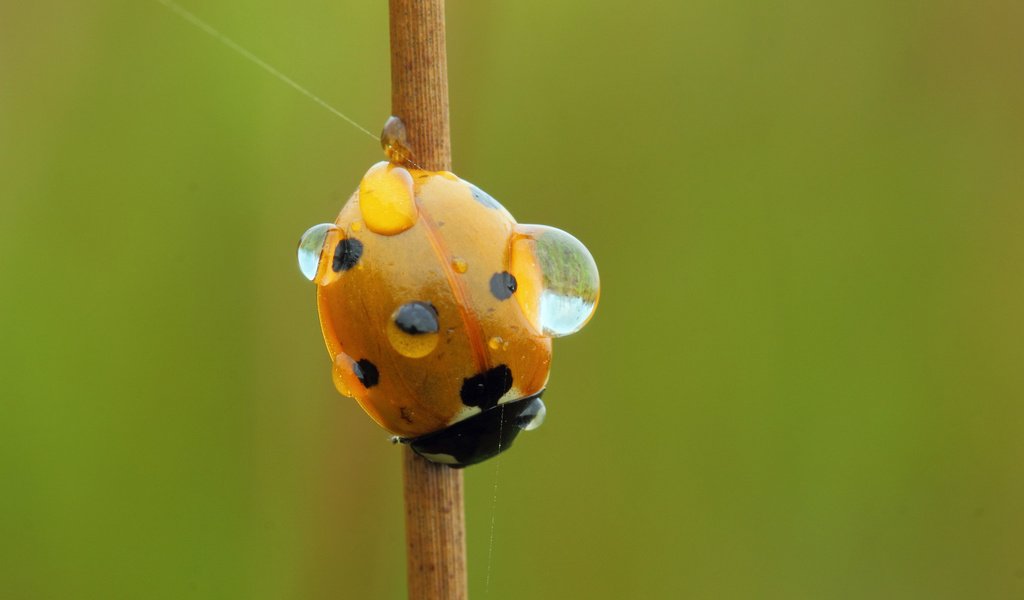 Обои вода, насекомое, роса, капли, божья коровка, стебель, water, insect, rosa, drops, ladybug, stem разрешение 2048x1211 Загрузить