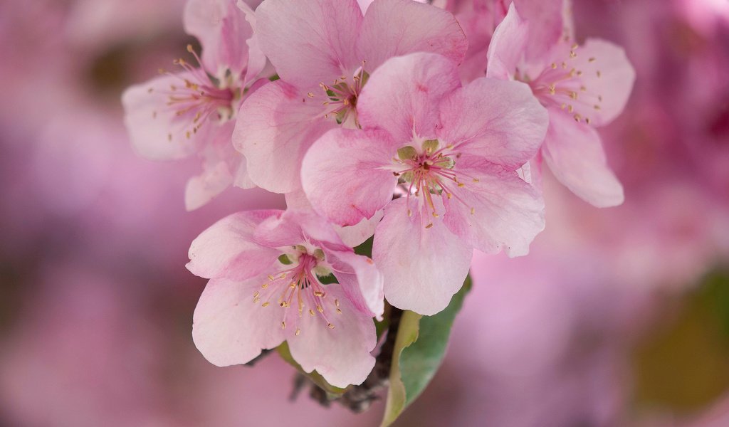 Обои цветы, макро, весна, розовые, яблоня, flowers, macro, spring, pink, apple разрешение 2048x1360 Загрузить