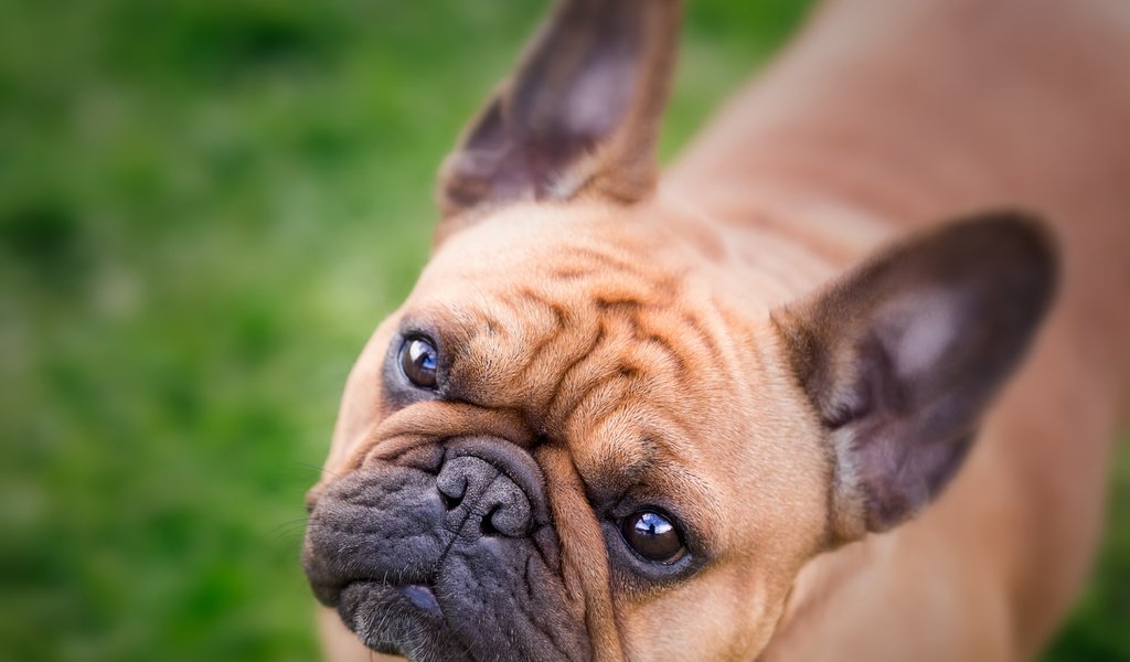 Обои морда, взгляд, собака, бульдог, французский бульдог, face, look, dog, bulldog, french bulldog разрешение 4877x3694 Загрузить