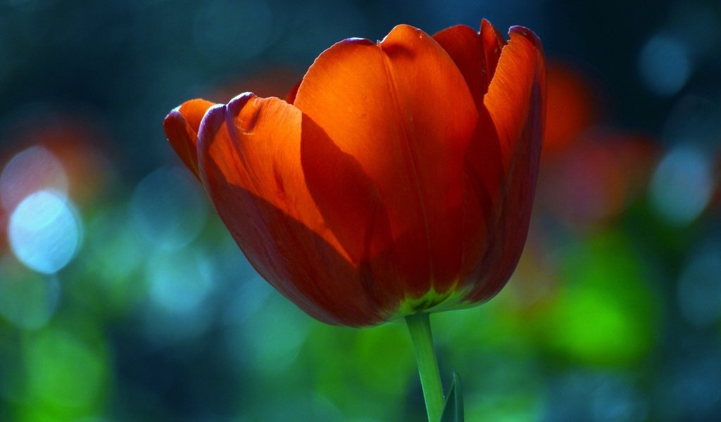 Обои макро, красный, тюльпан, macro, red, tulip разрешение 2100x1370 Загрузить