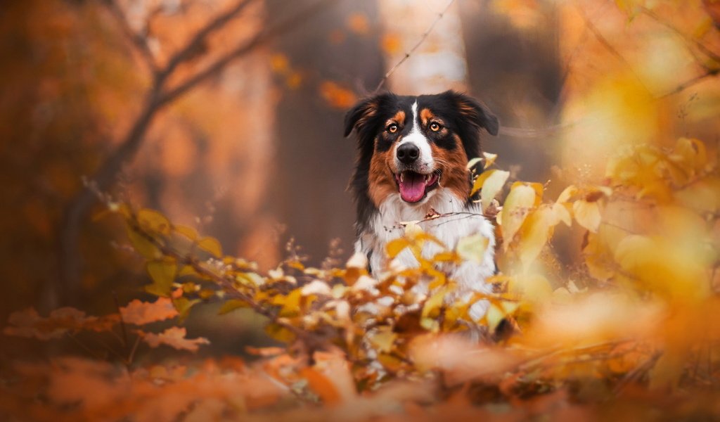 Обои взгляд, осень, собака, друг, бордер колли, look, autumn, dog, each, border collie разрешение 2047x1243 Загрузить