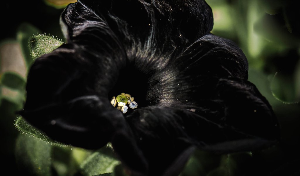 Обои цветок, петуния, черный бархат, flower, petunia, black velvet разрешение 4033x2826 Загрузить