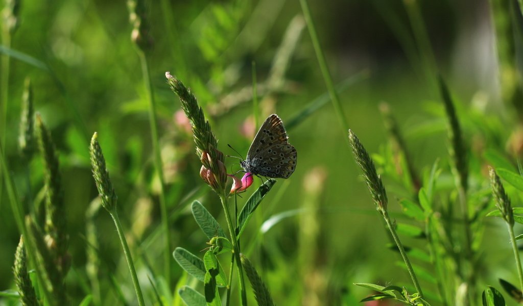 Обои цветы, трава, насекомое, бабочка, flowers, grass, insect, butterfly разрешение 1920x1280 Загрузить