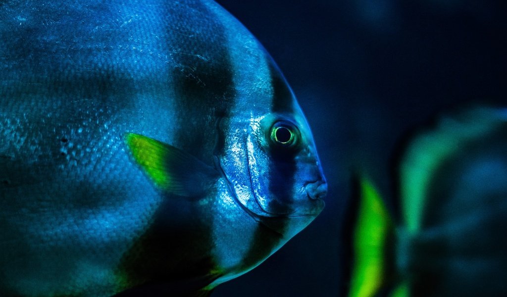 Обои голубая, рыба, экзотическая рыба, blue, fish, exotic fish разрешение 2560x1600 Загрузить