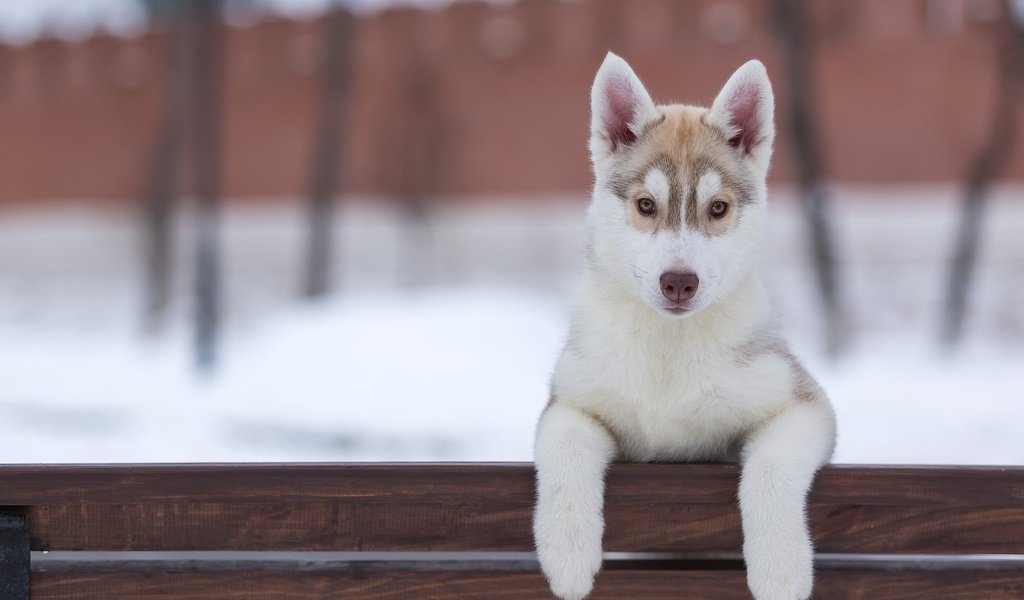 Обои взгляд, собака, щенок, хаски, look, dog, puppy, husky разрешение 5191x3340 Загрузить