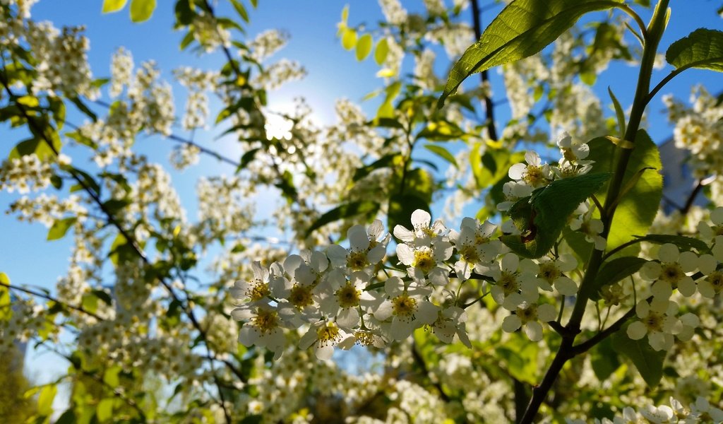 Обои цветы, макро, вишня, белые, соцветия, боке, flowers, macro, cherry, white, inflorescence, bokeh разрешение 4096x2304 Загрузить