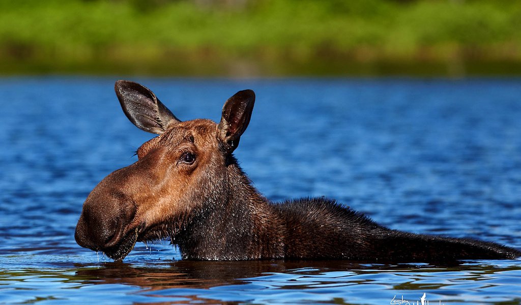 Обои вода, природа, животное, лось, elan, water, nature, animal, moose разрешение 1986x1400 Загрузить