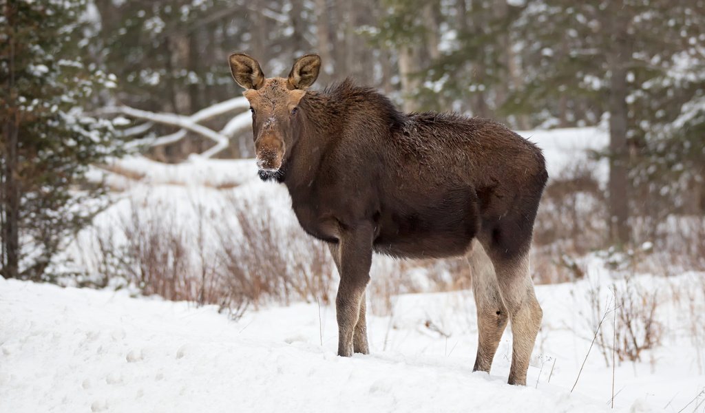 Обои лес, зима, лось, elan, forest, winter, moose разрешение 2048x1354 Загрузить