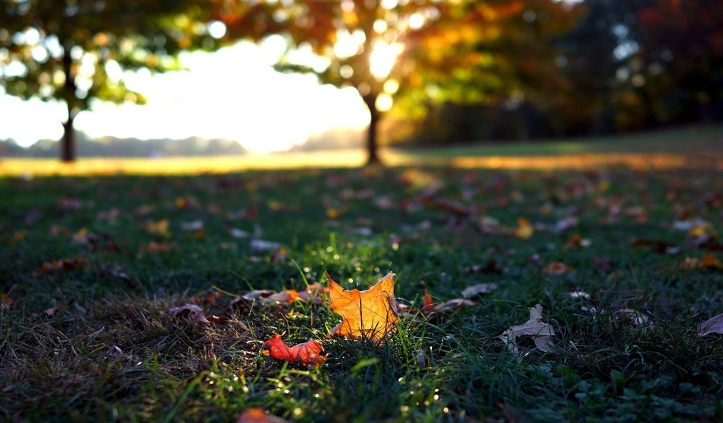 Обои трава, листья, макро, осень, листочки, листопад, осен, grass, leaves, macro, autumn, falling leaves разрешение 1920x1080 Загрузить