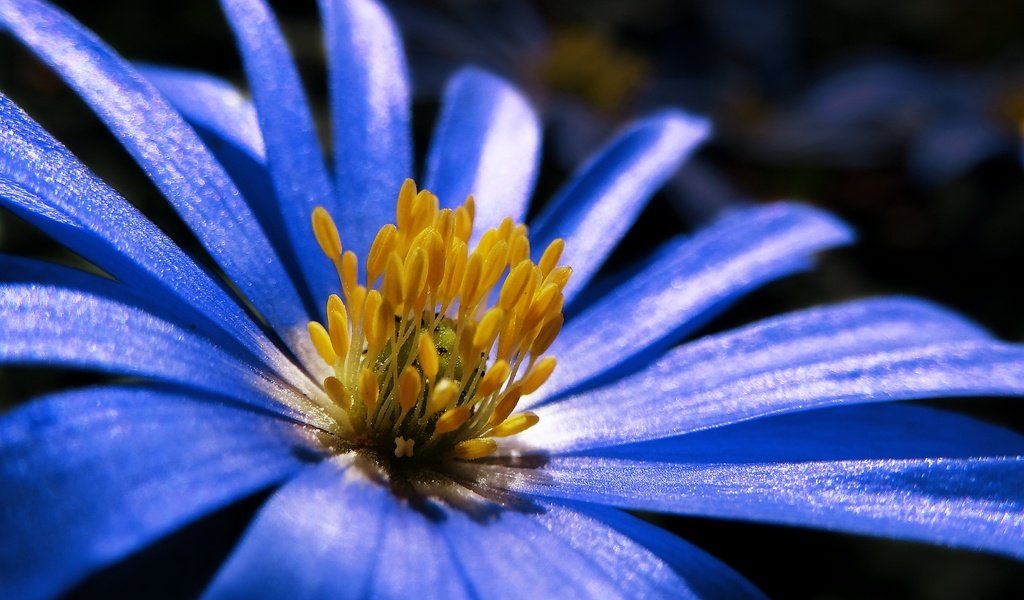 Обои макро, синий, цветок, лепестки, весна, анемон, macro, blue, flower, petals, spring, anemone разрешение 1920x1352 Загрузить