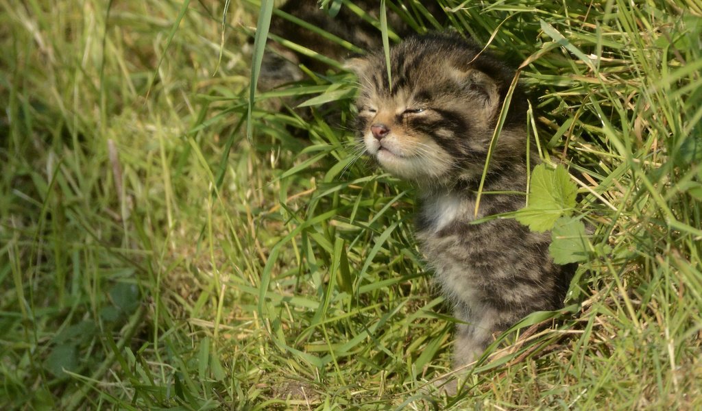 Обои трава, кошка, котенок, лесная, дикая кошка, шотландская, grass, cat, kitty, forest, wild cat, scottish разрешение 2891x2027 Загрузить