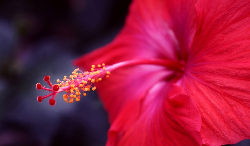 Обои фокус камеры, макро, цветок, красный, гибискус, the focus of the camera, macro, flower, red, hibiscus разрешение 6000x4000 Загрузить