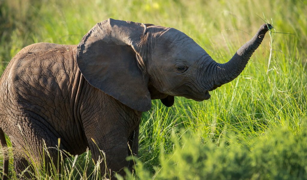 Обои природа, фон, слон, слоненок, nature, background, elephant разрешение 2560x1600 Загрузить