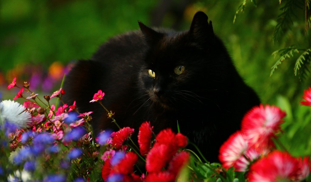 Обои цветы, кот, мордочка, взгляд, черный кот, маргаритки, flowers, cat, muzzle, look, black cat, daisy разрешение 3010x2007 Загрузить