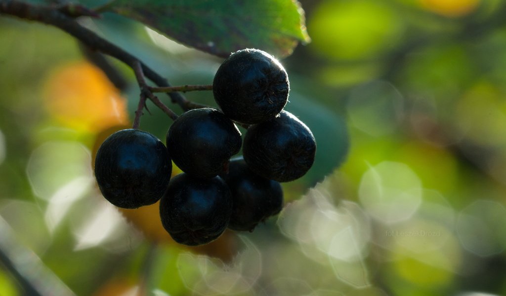 Обои природа, макро, осень, ягоды, боке, черноплодная рябина, nature, macro, autumn, berries, bokeh, chokeberry разрешение 3609x2406 Загрузить