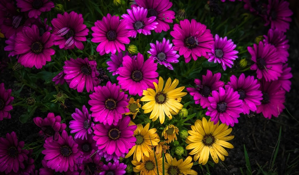 Обои жёлтая, желтые, фиолетовые, ромашек, маргаритки, лиловая, yellow, purple, daisies, daisy разрешение 2592x1643 Загрузить