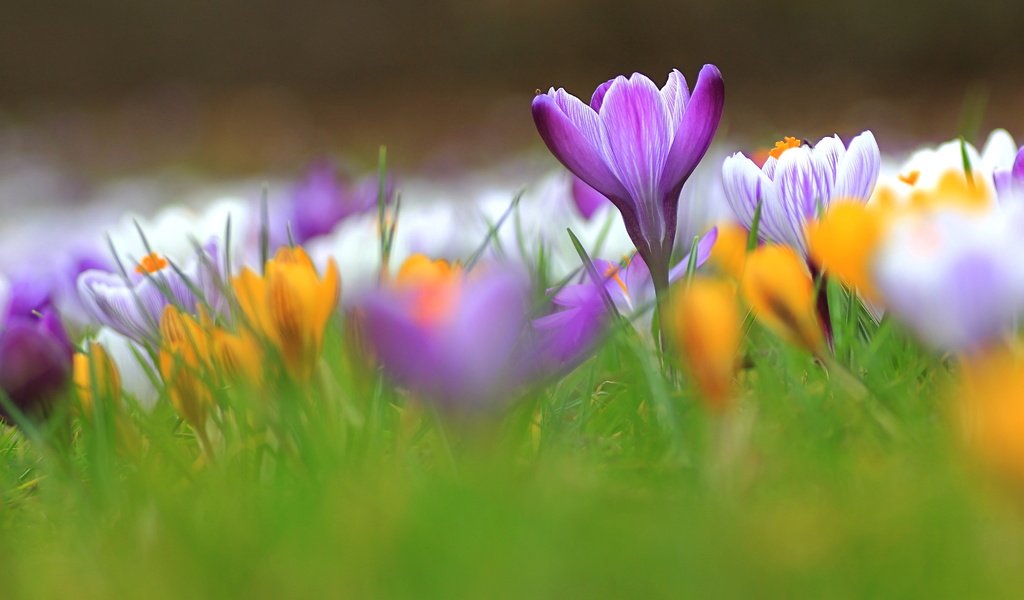 Обои трава, лепестки, весна, крокусы, grass, petals, spring, crocuses разрешение 4600x2391 Загрузить