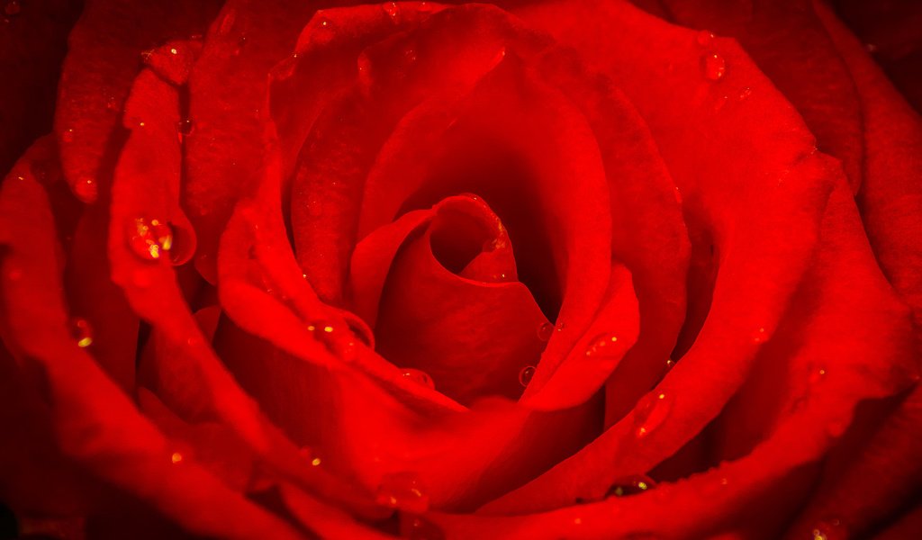 Обои макро, цветок, капли, роза, лепестки, красная, macro, flower, drops, rose, petals, red разрешение 2048x1152 Загрузить