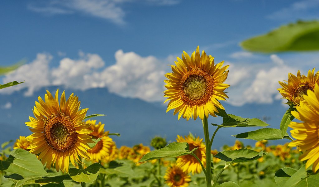 Обои небо, поле, лето, подсолнухи, the sky, field, summer, sunflowers разрешение 2048x1365 Загрузить