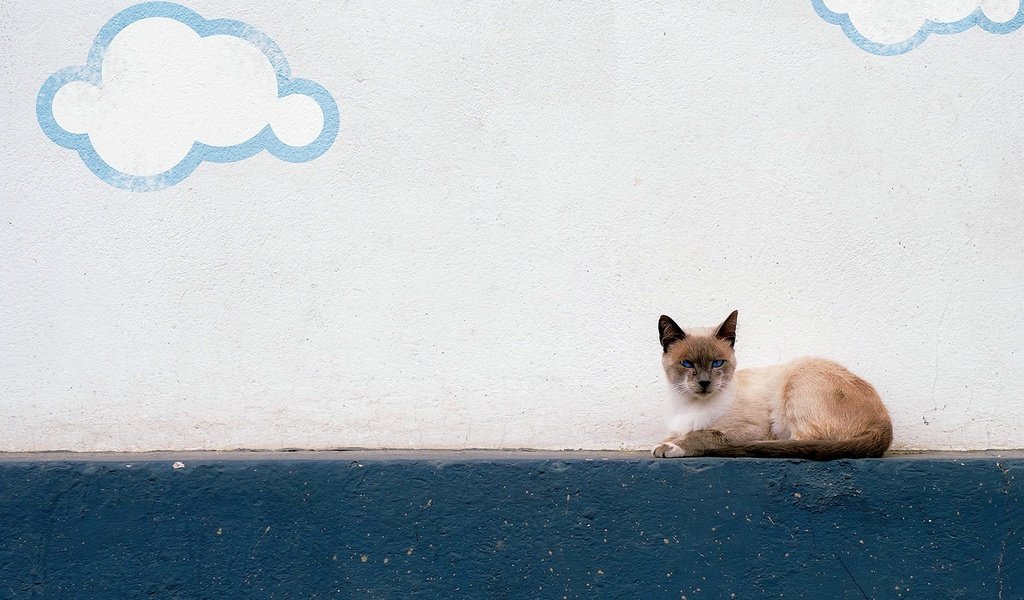 Обои облака, фон, кошка, взгляд, стена, улица, clouds, background, cat, look, wall, street разрешение 1920x1294 Загрузить