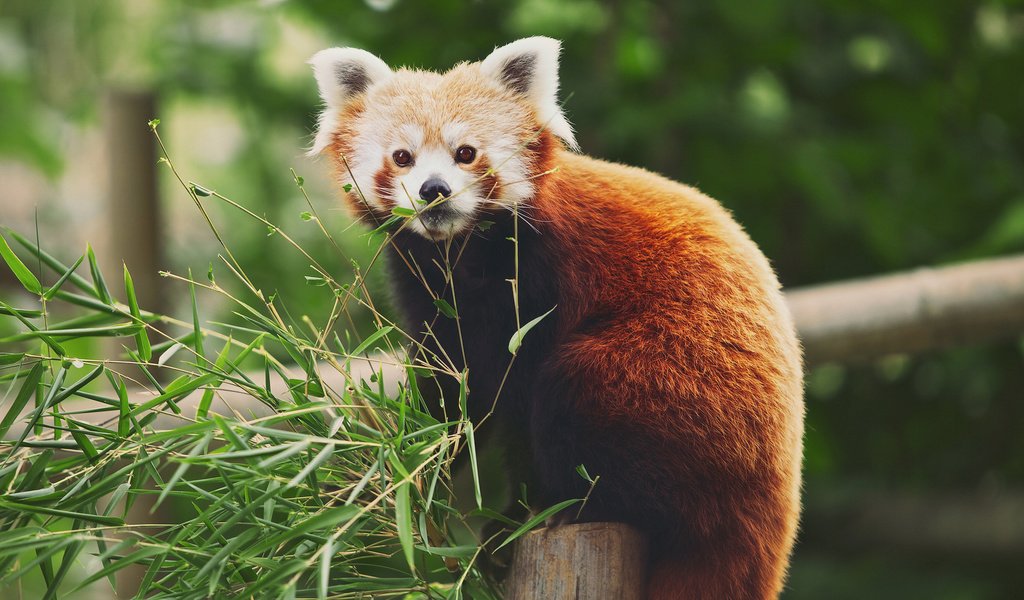 Обои ветки, листва, бамбук, фаерфокс, красная панда, branches, foliage, bamboo, firefox, red panda разрешение 2000x1333 Загрузить