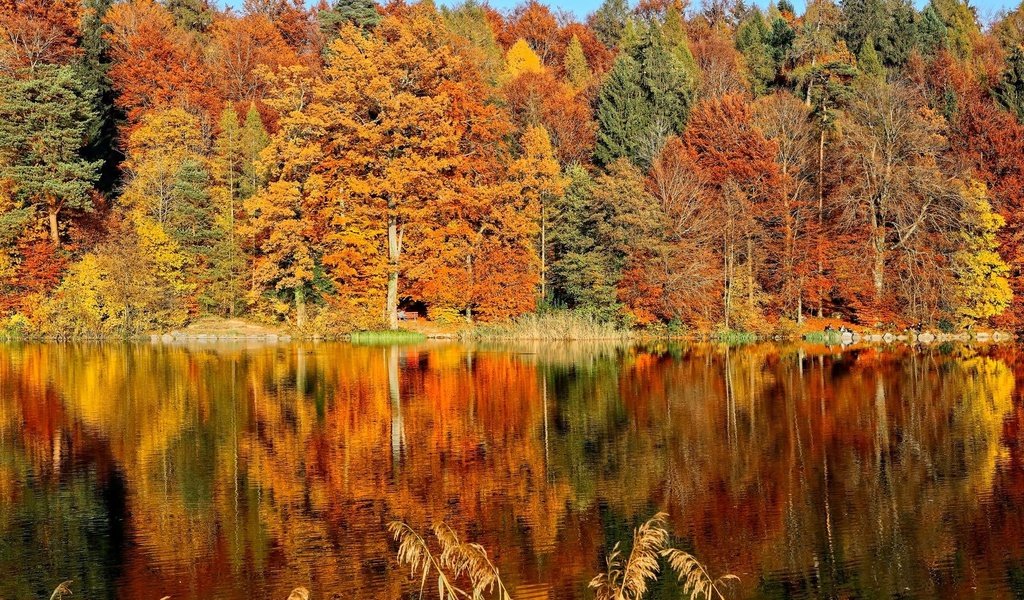 Обои деревья, озеро, лес, листья, отражение, парк, осень, скамья, trees, lake, forest, leaves, reflection, park, autumn, bench разрешение 2000x1333 Загрузить