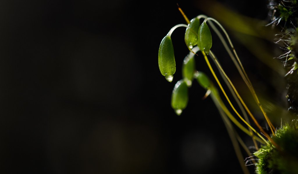 Обои природа, макро, капли, темный фон, мох, растение, росток, nature, macro, drops, the dark background, moss, plant, rostock разрешение 4592x2772 Загрузить