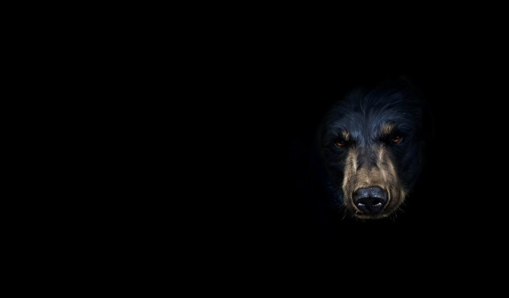 Обои морда, арт, медведь, минимализм, черный фон, face, art, bear, minimalism, black background разрешение 2072x1412 Загрузить