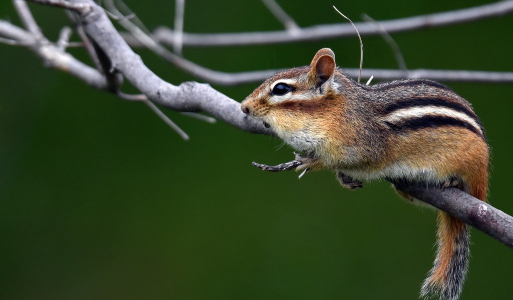 Обои ветки, животное, бурундук, грызун, branches, animal, chipmunk, rodent разрешение 2048x1313 Загрузить